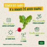 Potagères - Radis de 18 Jours avec graines de Radis Expo HF1 offertes - image